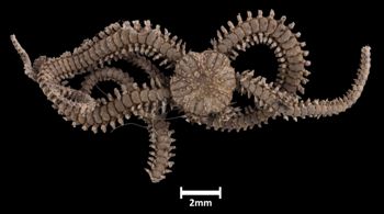 Media type: image;   Invertebrate Zoology OPH-3134 Aspect: dorsal